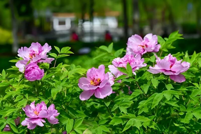 640_wx_fmt=jpeg&from=appmsg&tp=webp&wxfrom=5&wx_lazy=1&wx_co=1 (2)