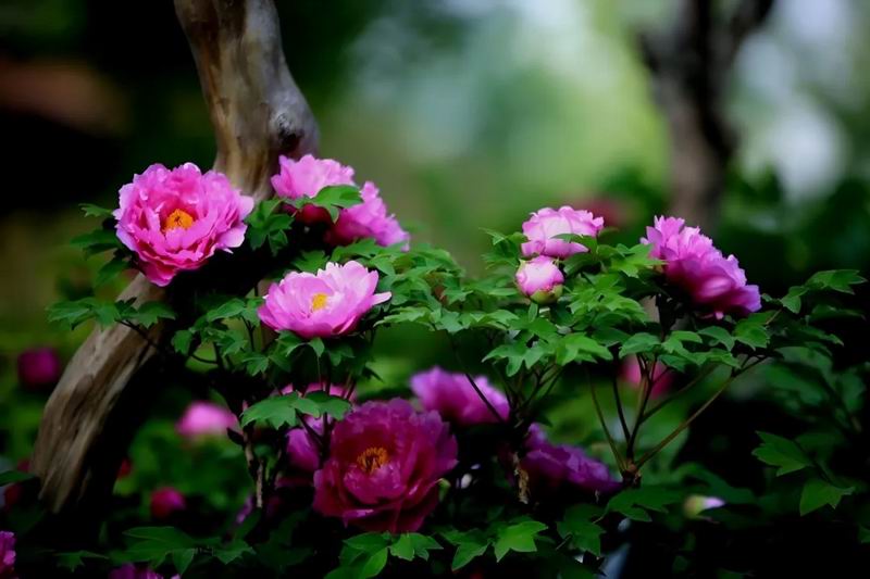 640_wx_fmt=jpeg&from=appmsg&tp=webp&wxfrom=5&wx_lazy=1&wx_co=1 (4)